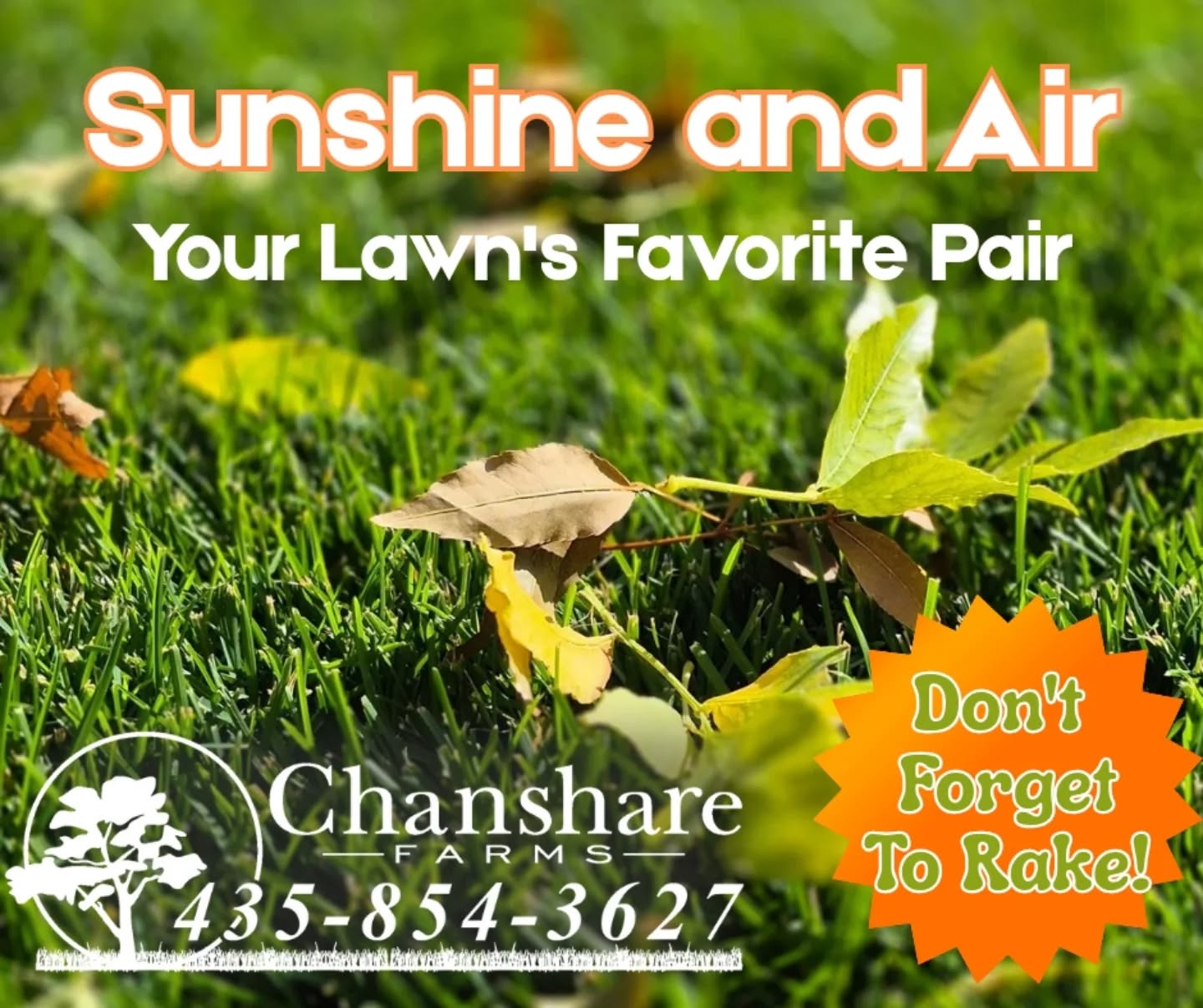 As the leaves fall, remember your lawn still needs air and sunshine! A quick rake helps prevent smothering and keeps your grass strong through the season. ☀️🍁
#chansharesod #farmfresh #waterwisesod #keepitreal #rake #lawnsofinstagram #droughttolerantlandscape #sodfarmlife #grassisgood #greenspacematters #realgrassisbetter
#chanshare #chansharefarms #twcacertified #TWCA
