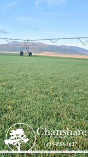 Utah’s record-breaking October rain has been a blessing for our state — and for our sod! 🌧️🌱
The ground is soft, the air is cool, and our fields are lush and vibrant. Fall is the best time of year to install new sod in Utah, and this season’s moisture is giving lawns a perfect head start for spring.

#chansharesod #chansharefarms #chanshare #waterwisesod #droughttolerantlandscape #realgrassisbetter #lawnsofinstagram #learnyourlawn #greenspacematters #desertsagesod #grassisgood #farmfresh #beutahful ##TWCA #twcacertified #October #sodfarmlife