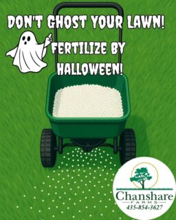Fall fertilizing helps your grass store nutrients all Winter long and gives you a greener Spring! Don't skip the last fertilization of the year! #learnyourlawn #chansharesod #chanshare #chansharefarms #waterwisesod #droughttolerantlandscape #realgrassisbetter #lawnsofinstagram #greenspacematters #desertsagesod #twcacertified #TWCA #Tahoma31 #hybridbermudagrass #keepitreal #grassisgood #fertilizer #sodfarmlife #beutahful