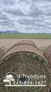 Is it too late in the year to get sod? Definitely Not! In fact, Chanshare Farms is still going strong! Now is the perfect time to install your yard! #chansharesod #chansharefarms #chanshare #waterwisesod #droughttolerantlandscape #realgrassisbetter #learnyourlawn #lawnsofinstagram #greenspacematters #desertsagesod #keepitreal #beutahful #sodfarmlife #smithfieldutahtemple #cachecounty #twcacertified #TWCA