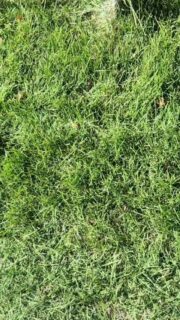 November Lawn Care Tip: Mow Low Before the Snow! The final lawn height of the year should be 2-2.5 inches. This will keep your lawn healthy through the Winter. ❄️
#chansharesod #chansharefarms #chanshare #waterwisesod #droughttolerantlandscape #realgrassisbetter #learnyourlawn #lawnsofinstagram #greenspacematters #desertsagesod #twcacertified #TWCA ##sodfarmlife #farmfresh #beutahful #grassisgood