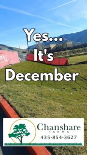 Yes, you can still get sod before Christmas!
We’re harvesting next week and delivering fresh, green sod right to your door. If you want to get your lawn in before the holiday, now’s the time to order.

Give us a call and we’ll get you on the schedule. 🎄🌱

#chansharesod #waterwisesod #desertsagesod #learnyourlawn #grassisgood