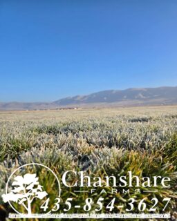 With a lighter snowpack so far this winter, water efficiency matters more than ever. Our water-wise sod varieties are grown with Utah’s climate—and future—in mind. 
#chansharesod #waterwisesod #droughttolerantlandscape #learnyourlawn #grassisgood
