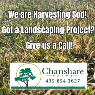 January harvesting is underway for the rest of this week! With a low snow year, we remain mindful of water use and committed to growing water-wise sod varieties. If your project can’t wait until spring, give us a call!
#chansharesod #waterwisesod #learnyourlawn #grassisgood #droughttolerantlandscape