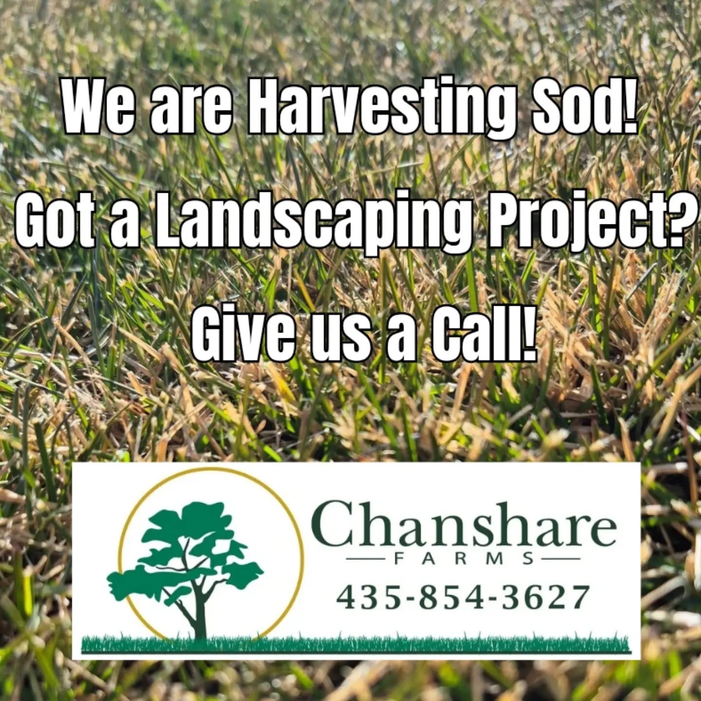 January harvesting is underway for the rest of this week! With a low snow year, we remain mindful of water use and committed to growing water-wise sod varieties. If your project can’t wait until spring, give us a call!
#chansharesod #waterwisesod #learnyourlawn #grassisgood #droughttolerantlandscape