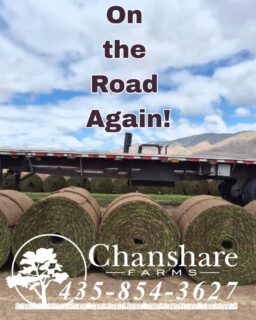 Give us a call to get your Spring sod delivered! Chanshare Farms is harvesting and shipping!
#chansharesod #chanshare ##chansharefarms #waterwisesod #droughttolerantlandscape