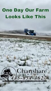 Luckily, Chanshare sod is ready for any weather! Give us a call now! #chansharesod #waterwisesod #droughttolerantlandscape #realgrassisbetter #learnyourlawn