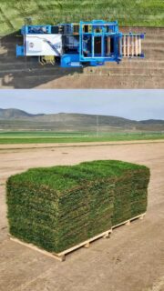 Fresh TWCA certified sod.  Instant results. Give us a call today! 435 - 854 -3627 #fireflyautomatix #TWCA #chansharefarms #droughttolerantlandscape #waterwisesod