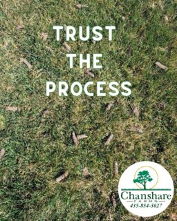 Thicker, Healthier Lawn starts below the surface. 👇 
Spring Aeration:
 *Improves Airflow to Roots
 *Better Water Absorption
 *Boosts Nutrient Uptake
 *Relieves Soil Compaction
 *Reduces Thatch Buildup
 *Improves Drought Resistance

#chansharesod #chansharefarms #waterwisesod #droughttolerantlandscape #learnyourlawn