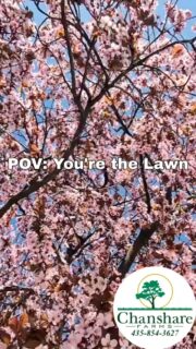 Blue skies, Blossoms, and Bees hard at work. Spring is officially ON! Give us a call and give your yard something to buzz about. #chansharesod #chansharefarms #waterwisesod #droughttolerantlandscape #TWCA