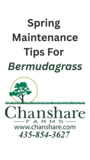 SPRING MAINTENANCE TIPS for Bermudagrass.

1.  Remove weeds.
2.  Remove excess thatch.
3.  WAIT TO WATER, FERTILIZE, AND MOW!

Check out our website for more maintenance tips.