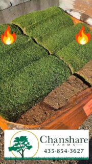 Word about Tahoma 31 hybrid bermudagrass is out! If you've  been thinking about upgrading your lawn or planning a new build, now is the time to get on the list!  #Tahoma31 #chansharesod #chansharefarms #waterwisesod #droughttolerantlandscape