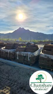 Low water year? Go drought tough! Tahoma 31 gives you a beautiful lawn while using much less water. #chansharefarms #Tahoma31 #chansharesod #droughttolerantlandscape #greenspacematters