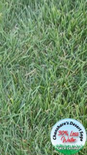 Our TWCA certified Desert Sage sod is designed to thrive with less water! At Chanshare Farms we do the research, consult with highly-qualified experts, and engineer products that are built for our dry climate. #chansharefarms #chansharesod #TWCA #droughttolerantlandscape #greenspacematters