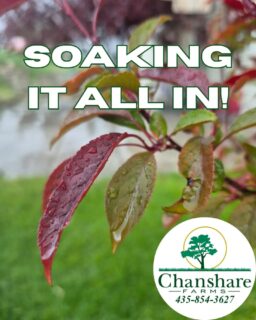 After a dry winter, we're grateful for every drop! Chanshare Farms cultivates drought-tolerant sod, but nothing replaces a good Utah rain. 

#chansharesod #chansharefarms #TWCA #waterwisesod #droughttolerantlandscape