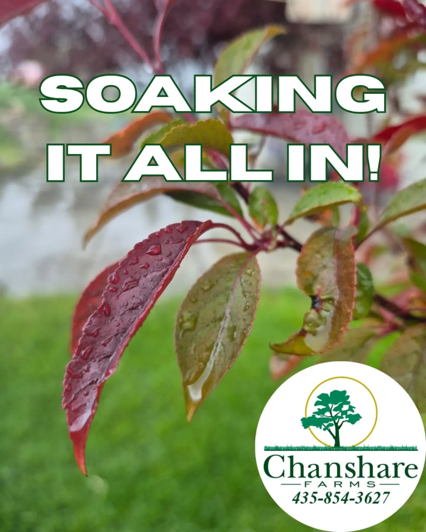 After a dry winter, we're grateful for every drop! Chanshare Farms cultivates drought-tolerant sod, but nothing replaces a good Utah rain. 

#chansharesod #chansharefarms #TWCA #waterwisesod #droughttolerantlandscape