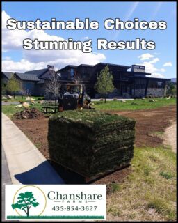 Freshly harvested sod grown for smarter water use where it matters most. There’s nothing quite like the look of a healthy, thoughtfully designed green space coming to life! 
#chansharefarms #waterwisesod #droughttolerantlandscape #TWCA #desertsagesod