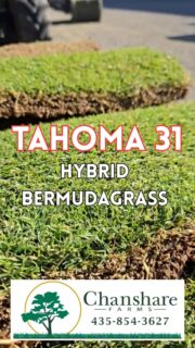 Fresh loads of beautiful Tahoma 31 are rolling out from Chanshare Farms — green, resilient, and built for Utah’s dry climate. Give us a call if you want to get on the list for some Tahoma 31 this season!

#tahoma31 #hybridbermudagrass #chansharesod #chansharefarms #waterwisesod