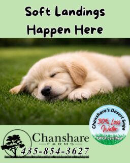 For pets, a healthy lawn means a soft, comfortable place to run, roll, and relax. 🐾
#chansharesod #TWCA #desertsagesod #pets #puppies