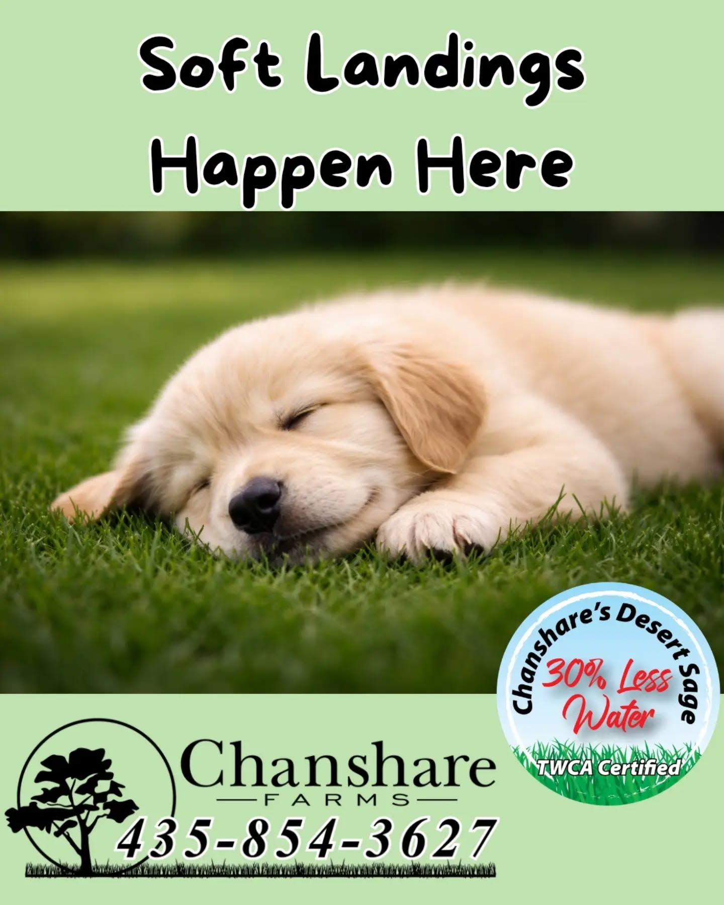 For pets, a healthy lawn means a soft, comfortable place to run, roll, and relax. 🐾
#chansharesod #TWCA #desertsagesod #pets #puppies