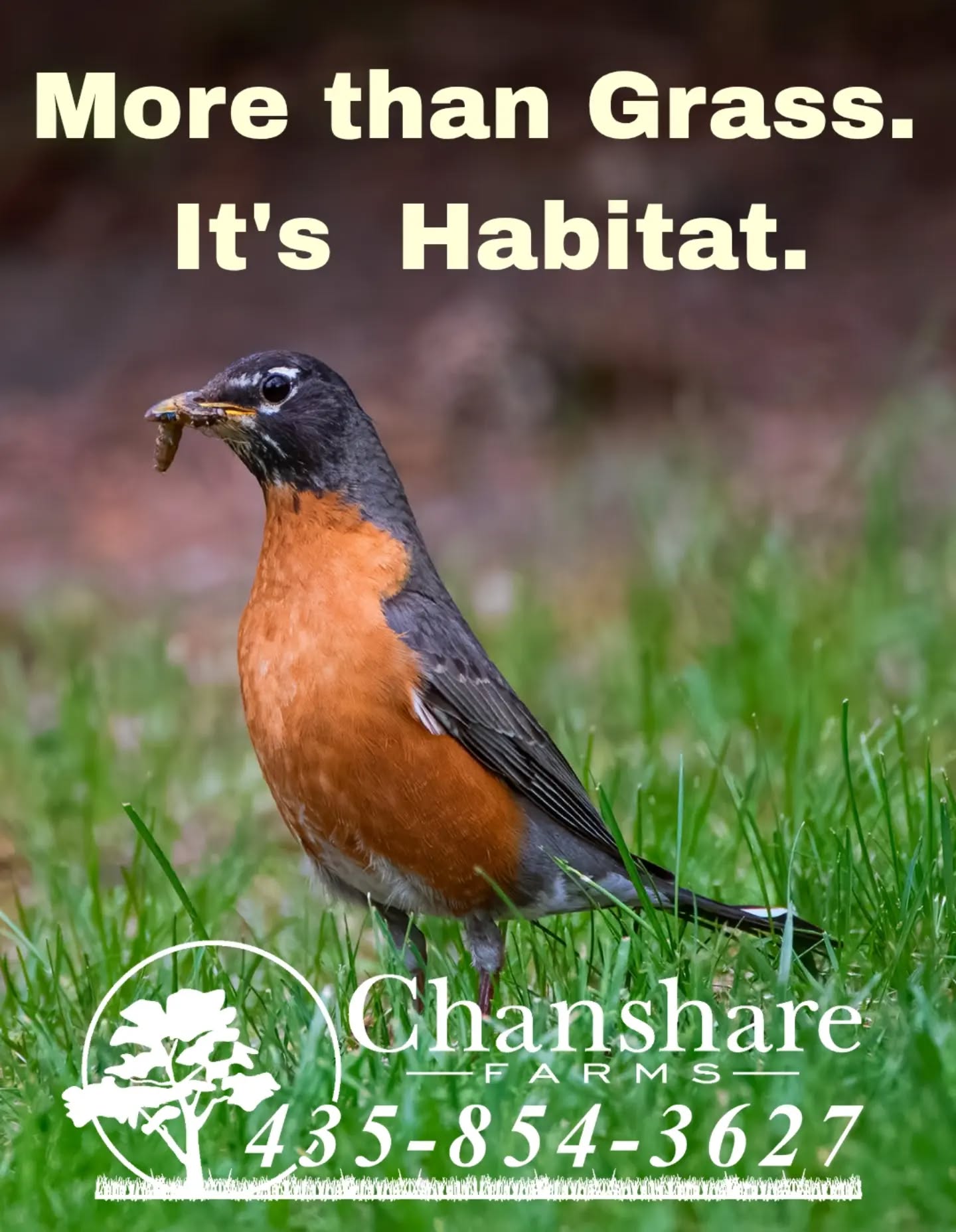 People love healthy lawns... and wildlife does too. 🌱🐦 Every lawn is part of a living ecosystem.

#chansharefarms #chansharesod #waterwisesod #droughttolerantlandscape #TWCA