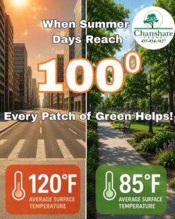 Concrete and asphalt store the sun's heat. Plants help release it! That's why parks, lawns, and tree-lined streets often feel noticeably cooler on a hot summer day. Water-wise green spaces aren't just beautiful—they help make our communities more livable.
#greenspacematters #summervibes # learnyourlawn #TWCA #chansharefarms