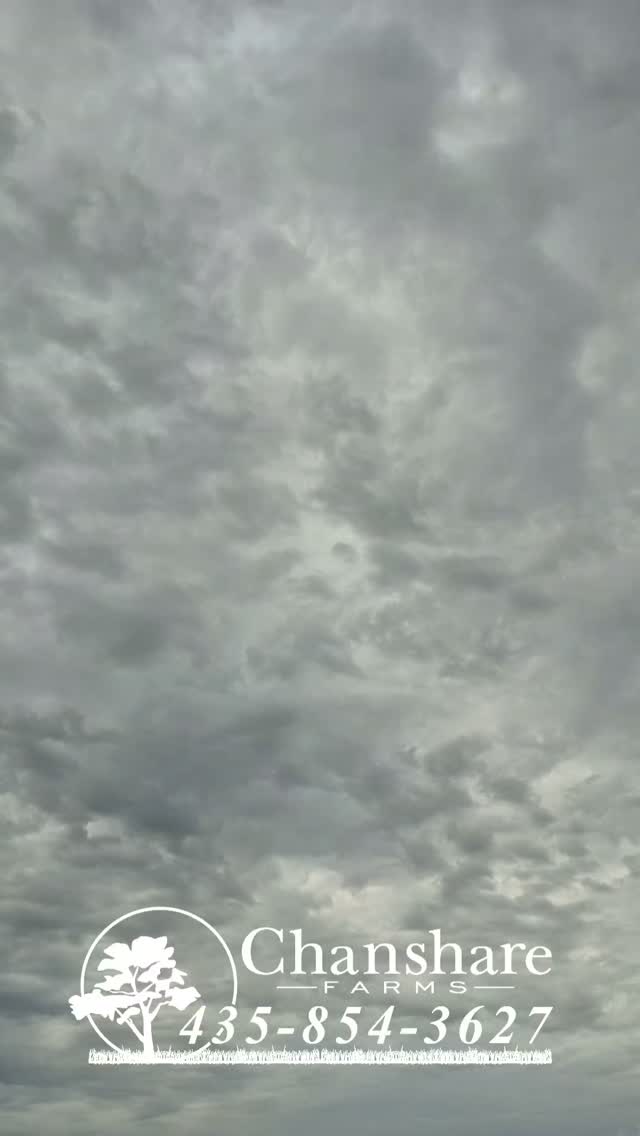 Soft clouds, cool air, and the peaceful rhythm of the farm this morning. We’re grateful it's a few degrees cooler today!☁️
#chansharefarms #chansharesod #droughttolerantlandscape #waterwisesod #beautahful