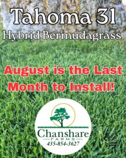 Time is running out to install Tahoma 31 Hybrid Bermudagrass this season!
Because it's a warm-season grass, August is the final month for installation so it has time to establish before winter. The lawns we've installed this summer are already looking incredible—soft, lush, dark green, and using up to 50% less water than traditional Kentucky bluegrass.
If you've been thinking about making the switch, call now to get on our August installation schedule before it's full! 🌱💧#chansharesod #waterwisesod #Tahoma31 #droughttolerantlandscape #slowtheflow