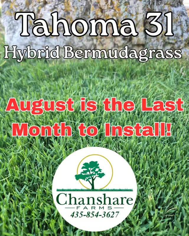 Time is running out to install Tahoma 31 Hybrid Bermudagrass this season!
Because it's a warm-season grass, August is the final month for installation so it has time to establish before winter. The lawns we've installed this summer are already looking incredible—soft, lush, dark green, and using up to 50% less water than traditional Kentucky bluegrass.
If you've been thinking about making the switch, call now to get on our August installation schedule before it's full! 🌱💧#chansharesod #waterwisesod #Tahoma31 #droughttolerantlandscape #slowtheflow