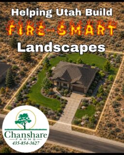 Wildfire preparedness starts long before smoke is in the air. A fire-smart landscape combines healthy green spaces, waterwise plants, and noncombustible features like gravel, rock, and concrete to help reduce continuous fuels around your home. No landscape can stop every wildfire, but thoughtful design can help reduce risk while creating a yard that's beautiful, functional, and built for Utah.
#chansharefarms #droughttolerantlandscape #waterwisesod #utahwildfires #beutahful
