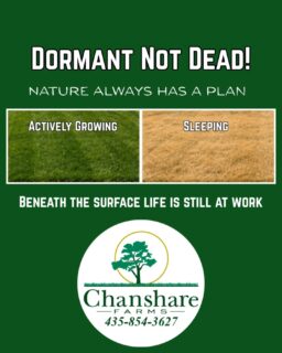 Summer can be tough on cool grass lawns! So, if your lawn is not picture perfect during the hottest part of the year or if you want to save as much water as possible this summer, don't worry!  Bluegrass has an amazing built-in survival mechanism called DORMANCY. Instead of dying when water is limited, it simply goes to sleep!
A healthy bluegrass lawn is water-wise and can survive up to 6 weeks without irrigation. And after that, it only needs ¼–½ inch of water every two weeks to stay alive until cooler weather returns and it can thrive again. 💚
#chansharesod #chansharefarms #droughttolerantlandscape #waterwisesod #learnyourlawn