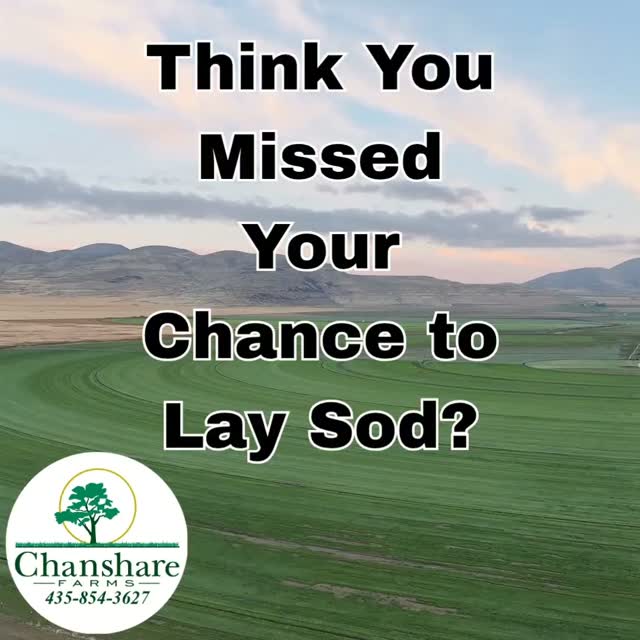 Fall is prime time to lay sod! And Chanshare's Desert Sage sod uses 30% less water than typical bluegrass making it ideal for Utah's dry climate. It will thrive even in areas where secondary water will be shut off.
 #chansharefarms #chansharesod #twcacertified #desertsagesod #waterwisesod