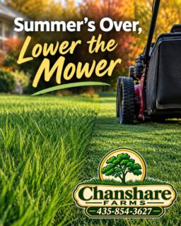 As temperatures begin to cool, it’s time to start lowering your mower blade. Gradually lower the cutting height throughout the fall as your lawn’s growth slows.
For your final mowing of the season, aim for a height of 1–1½ inches. A slightly shorter final cut can help your lawn head into winter in good shape. #chansharefarms #chansharesod #learnyourlawn #lawncareguide #waterwisesod