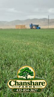 🌧️ After a long, hot Utah summer, the rain feels so good! Good for our sod. Good for our lawns.
Good for our crops, wildlife, soil—and our state.
Today, we’re grateful for the rain. Keep it coming! ☔️💚#chansharefarms #chansharesod #waterwisesod ##twcacertified #droughttolerantlandscape