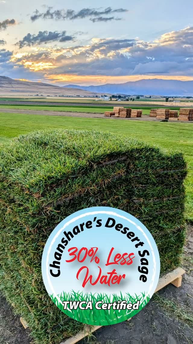 Give us a call and get your sod scheduled! Don't wait for Spring.....Install in the Fall!
#chansharefarms #chansharesod #desertsagesod #waterwisesod #droughttolerantlandscape