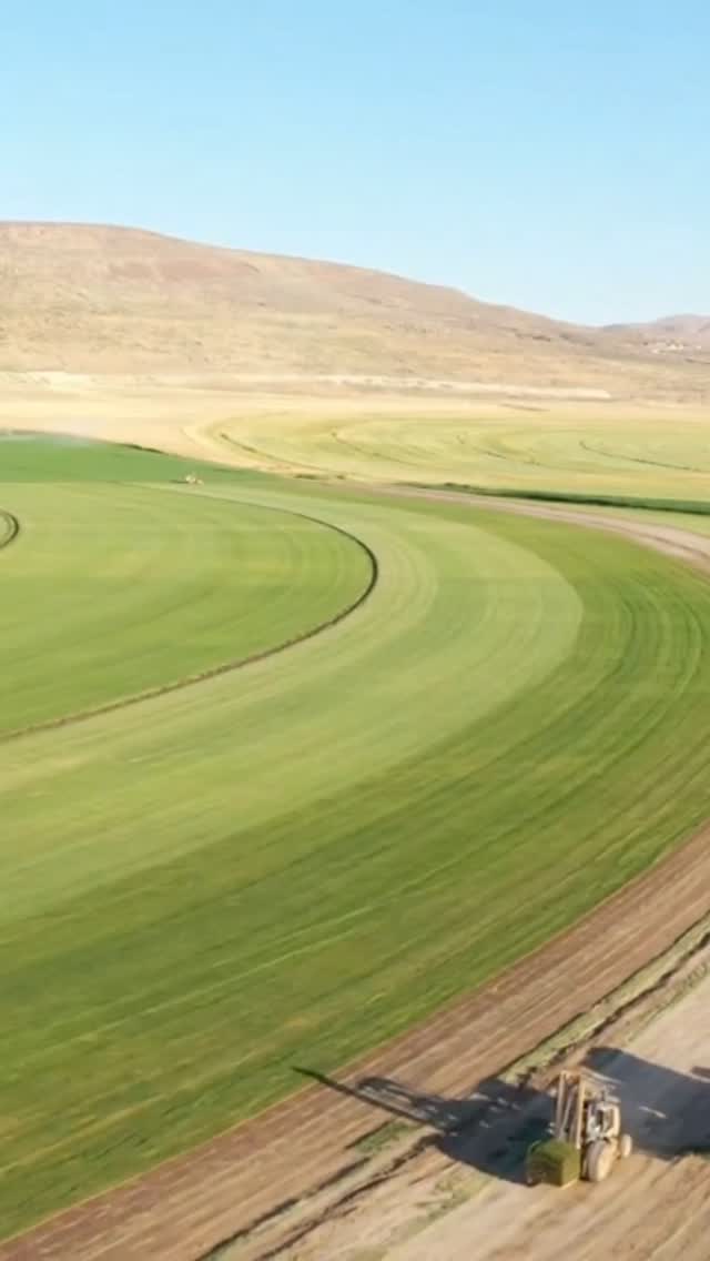 Fall is the absolute BEST time to plant sod! Give us a call and get your sod delivered and even installed by our crews or save some money and pick up your sod at the farm! #chansharesod #chansharefarms #waterwisesod #droughttolerantlandscape #greenspacematters