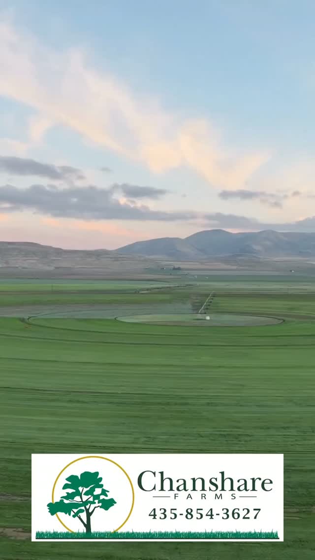 🌧️ Three days of rain have given our soil a welcome drink. That makes NOW a great time to lay your sod.
Why lay sod now? 💧 Taking advantage of moisture already in the soil helps your new lawn establish roots before winter and reduces the need for as much supplemental watering. Plus, cooler fall temperatures are much easier on new grass. 
Don’t let this perfect opportunity pass you by! Give us a call, order your sod, and put this fall moisture to work!
#chansharesod #chansharefarms #beautahful #greenacres #waterwisesod
