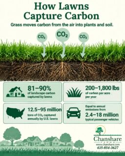 Your lawn helps move carbon out of the atmosphere and back into plants and soil. 

Why does this matter? Carbon dioxide is a natural part of our atmosphere, but too much of it can contribute to a warming climate. Without enough green material to absorb and store carbon, more CO₂ would remain in the atmosphere, while our soils would miss out on the organic matter that supports healthier ground.

Lawn isn’t the whole solution, but well-maintained grass is one practical part of healthier urban landscapes. Every blade, shoot, and root plays a role.
#chansharesod #chansharefarms #waterwisesod #greenspacematters #carbonemissions