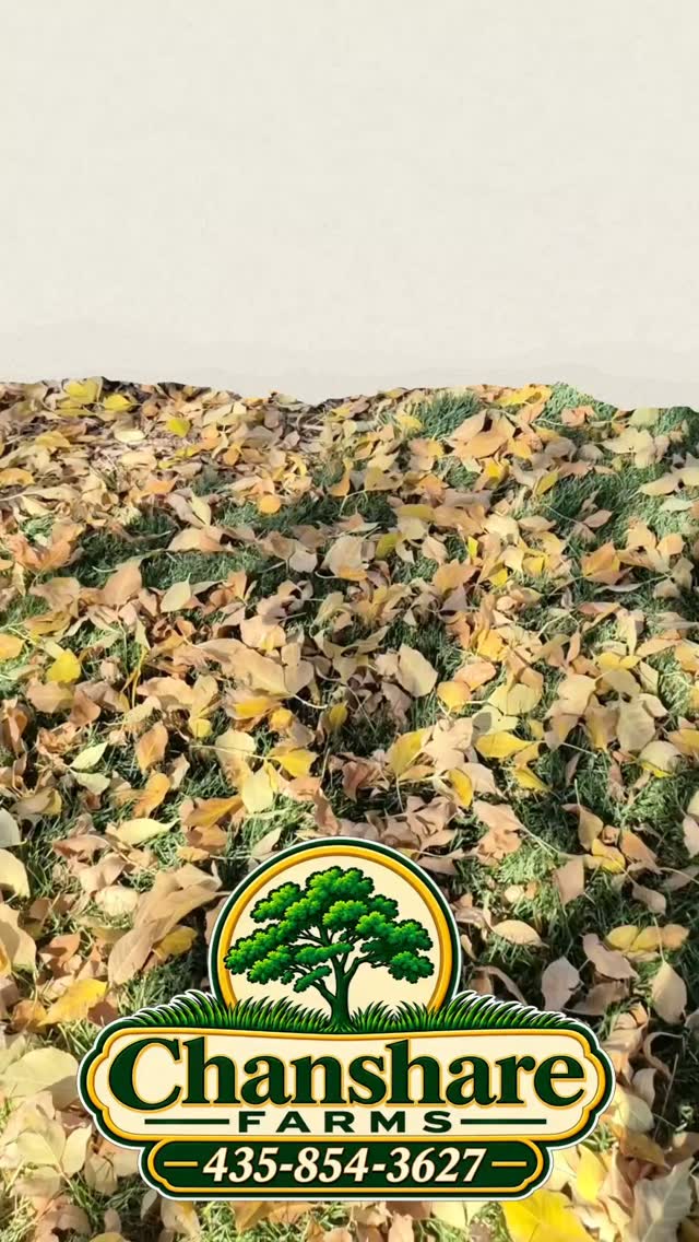 Rake leaves before the snow falls! 🍂 A quick cleanup helps your lawn breathe, stay healthy, and come back greener in spring.
#chansharefarms #chansharesod #waterwisesod #learnyourlawn #fallvibes