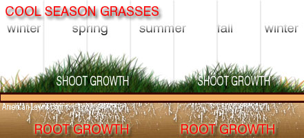 Cool Season Lawn Growth Cycle