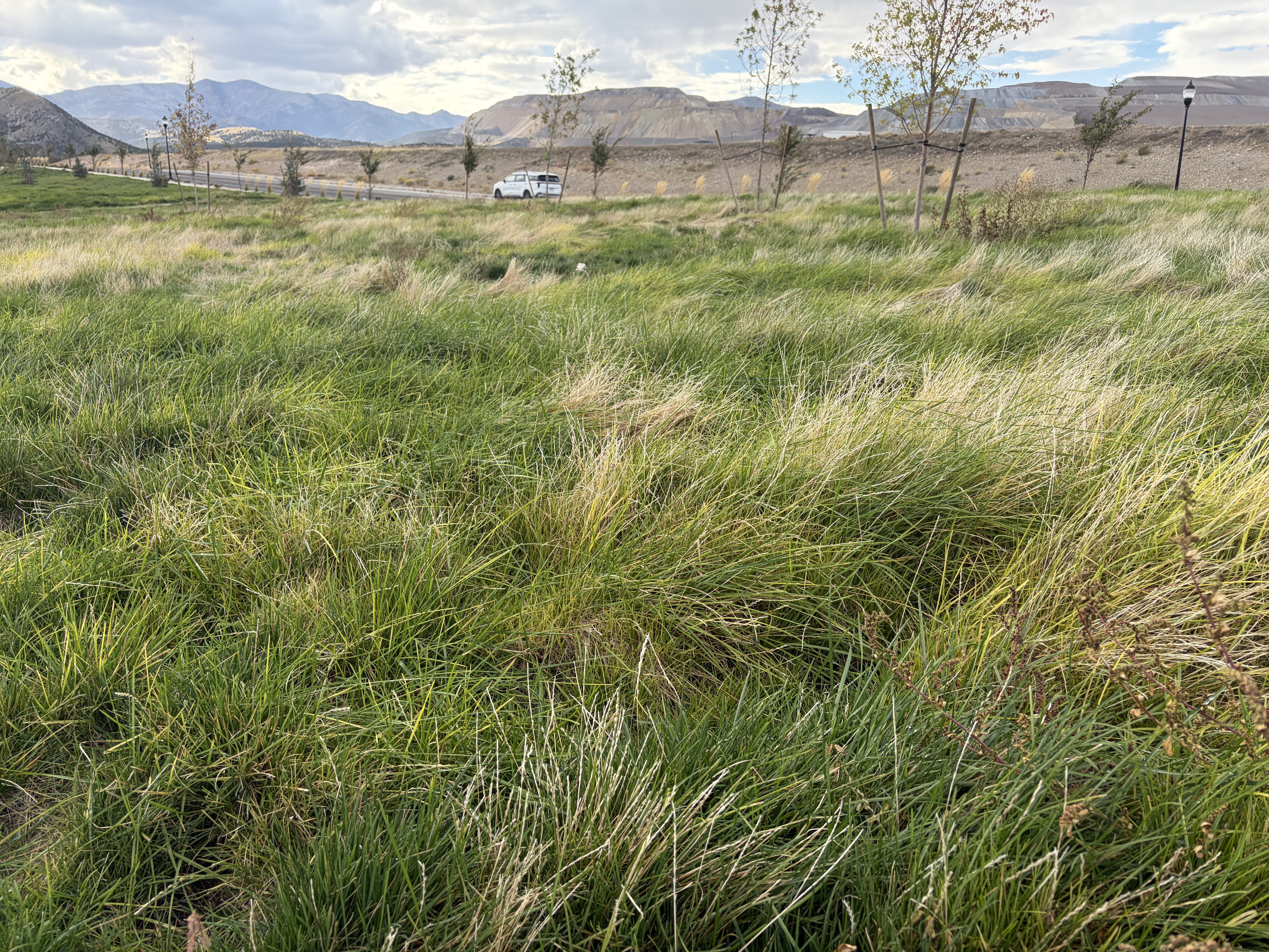 Desert Gold Crested Wheatgrass Ryegrass Blend